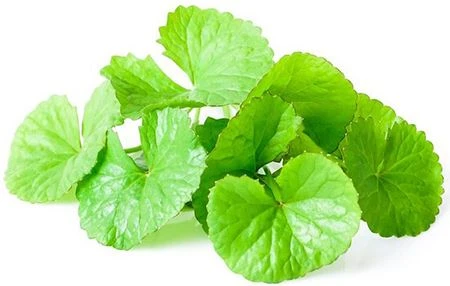 centella asiatica for skin