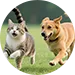 Animal Nutrition