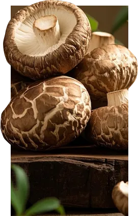 Shiitake